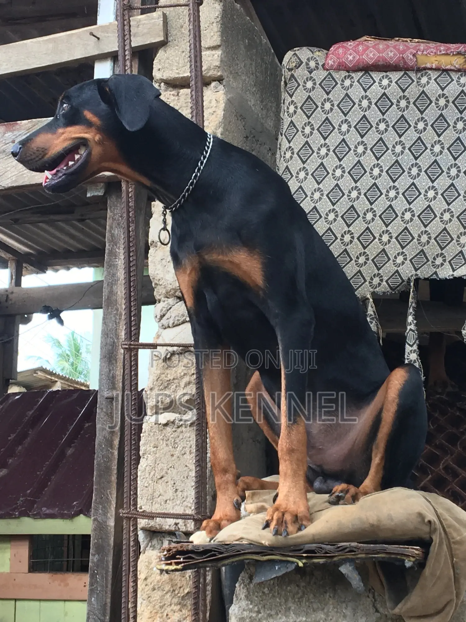 Solid Doberman Available for Crossing