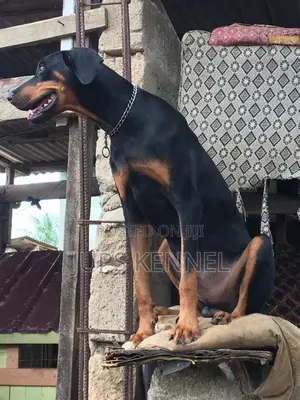 Solid Doberman Available for Crossing