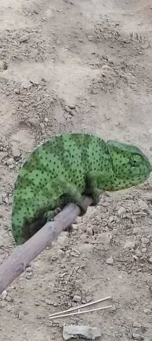 Chameleon Production Farms