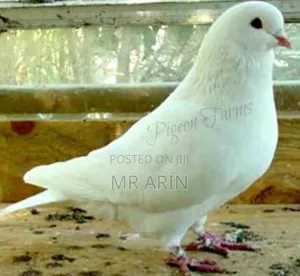 Swiss Beautiful Mondaine