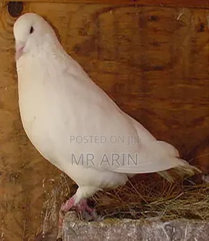 Swiss Beautiful Mondaine