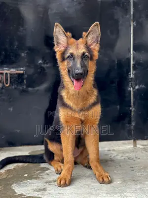 1-3 months Female Purebred German Shepherd