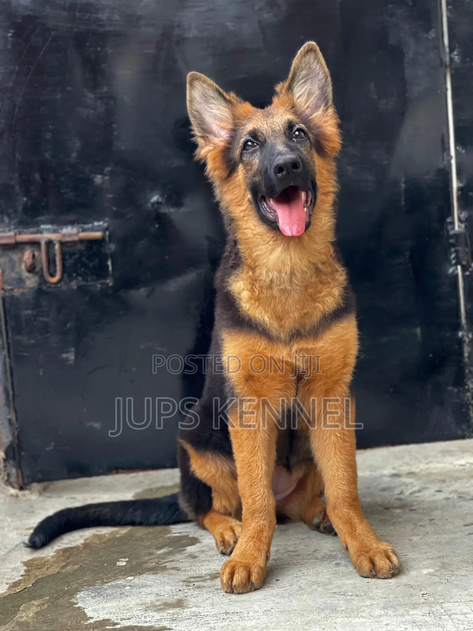1-3 months Female Purebred German Shepherd
