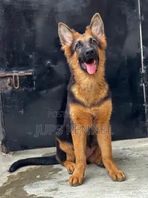 1-3 months Female Purebred German Shepherd