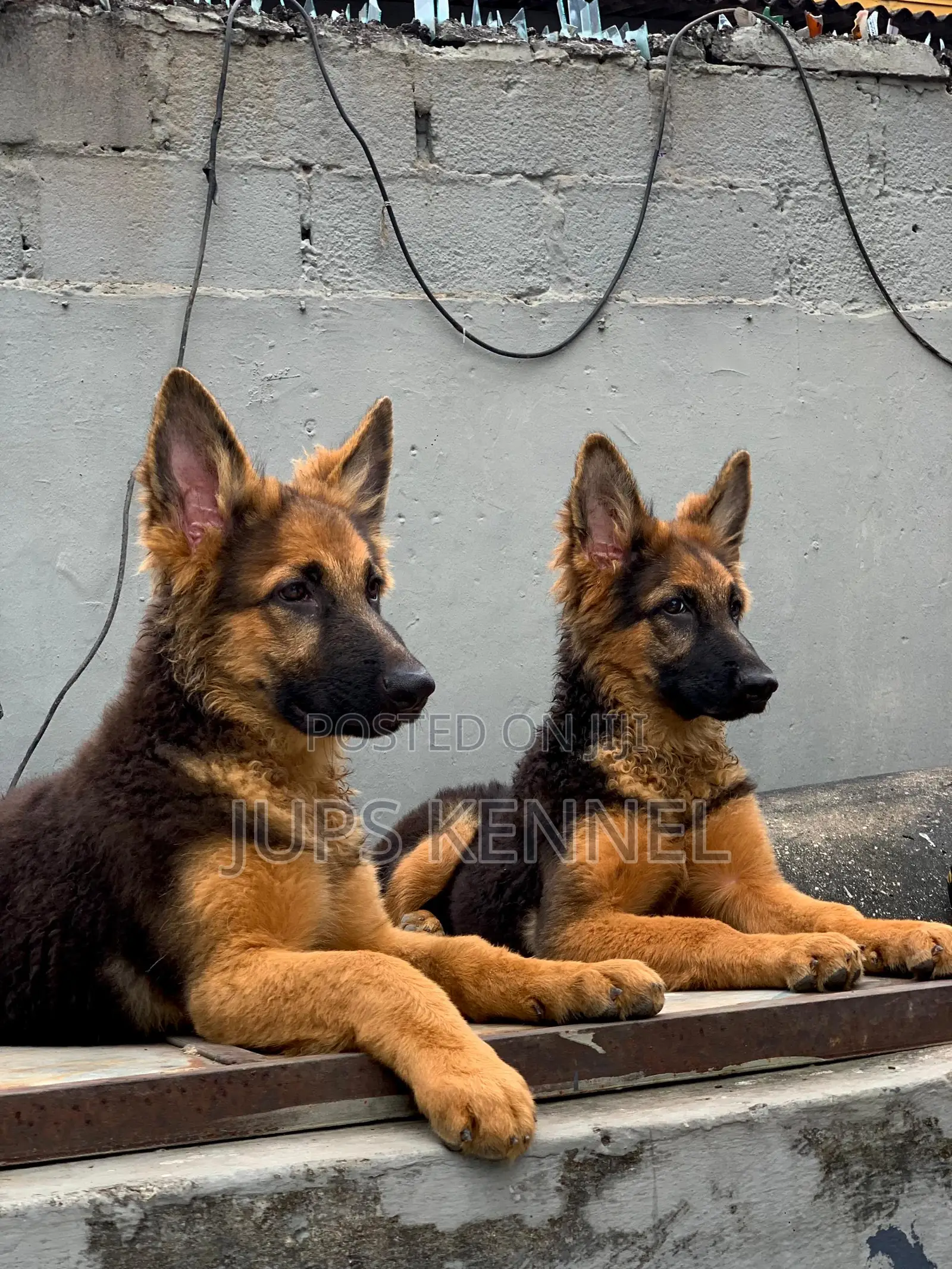 1-3 months Female Purebred German Shepherd