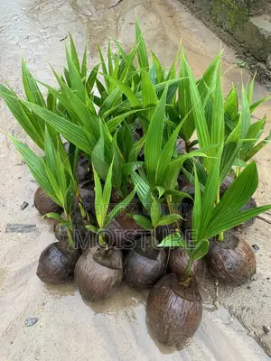 Healthy Coconut Seedlings (Malayan Dwarf Hybrid Varieties