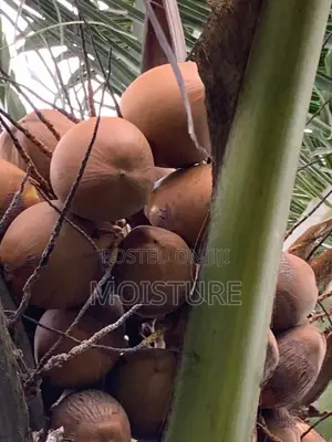 Golden,Yellow and Green Hybrid Coconut Seedlings of High Quality