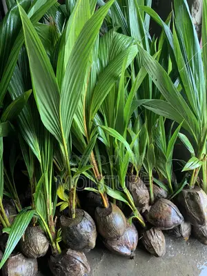 Dwarf Coconut Seedlings