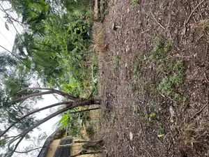 Prime Residential Land for Sale at Nhyieso (Georgia) – Exclusive