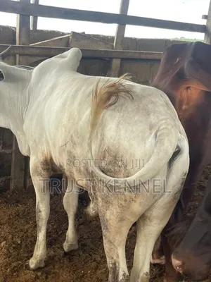 Healthy Cow