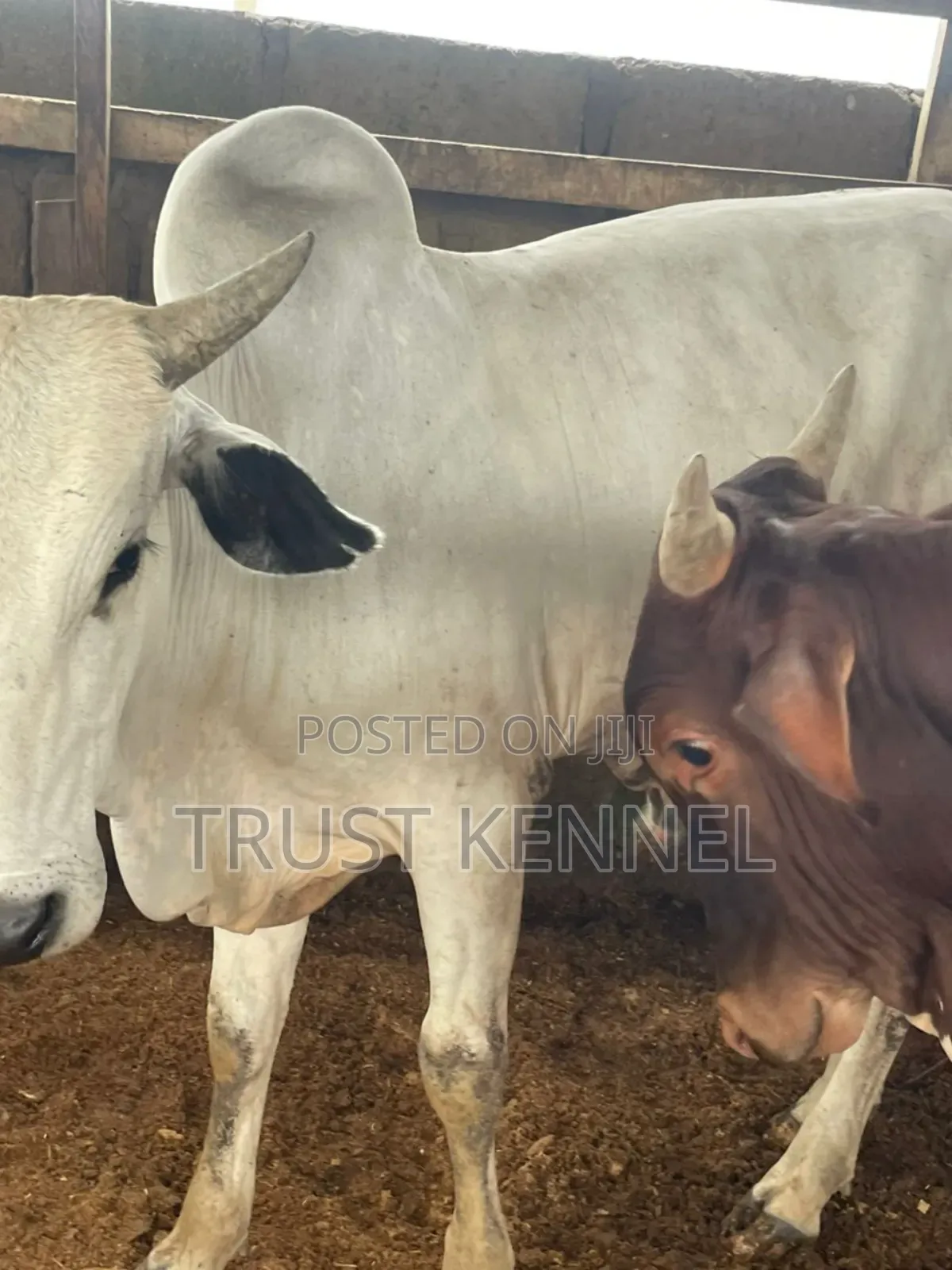 Healthy Cow