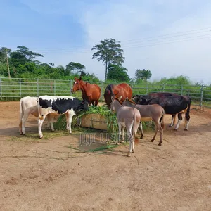 Caretaker for Horses, Goats and Cattle