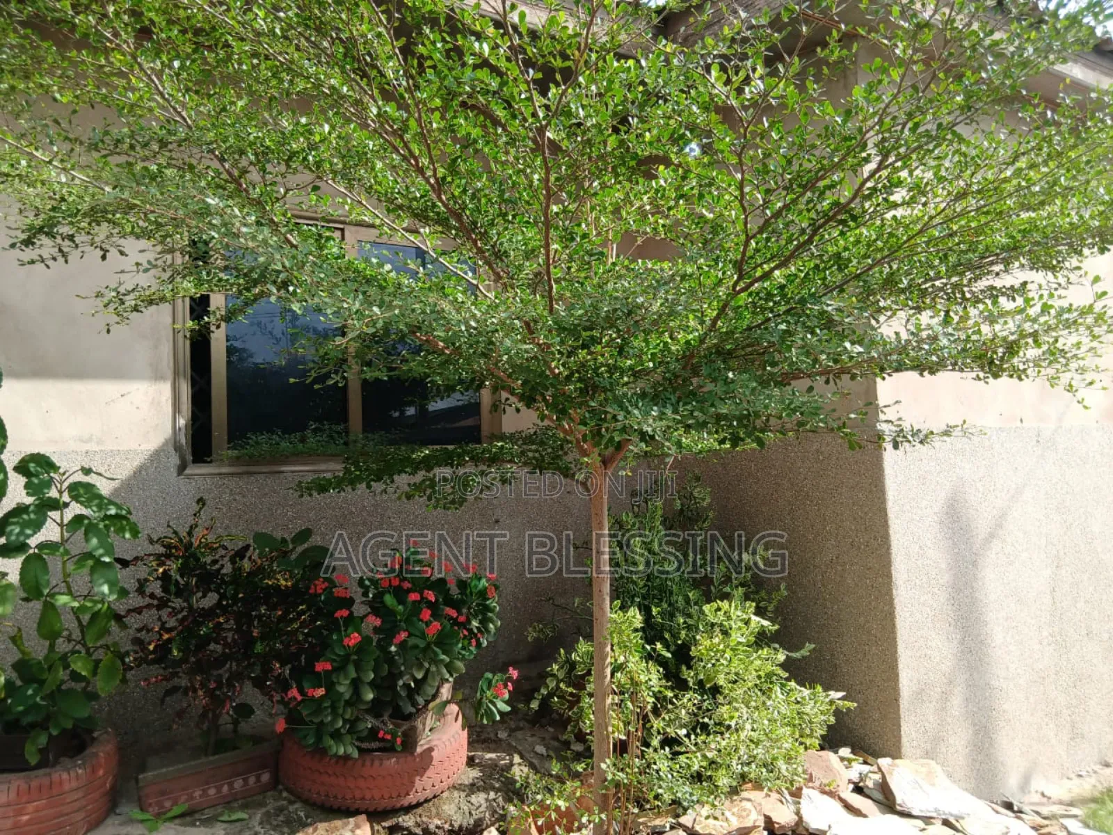 1bdrm Apartment in Golf City, Tema Metropolitan for rent