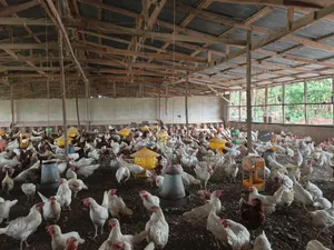 Poultry Farm for Sale at Kodie ( Near Kronum Afrancho)