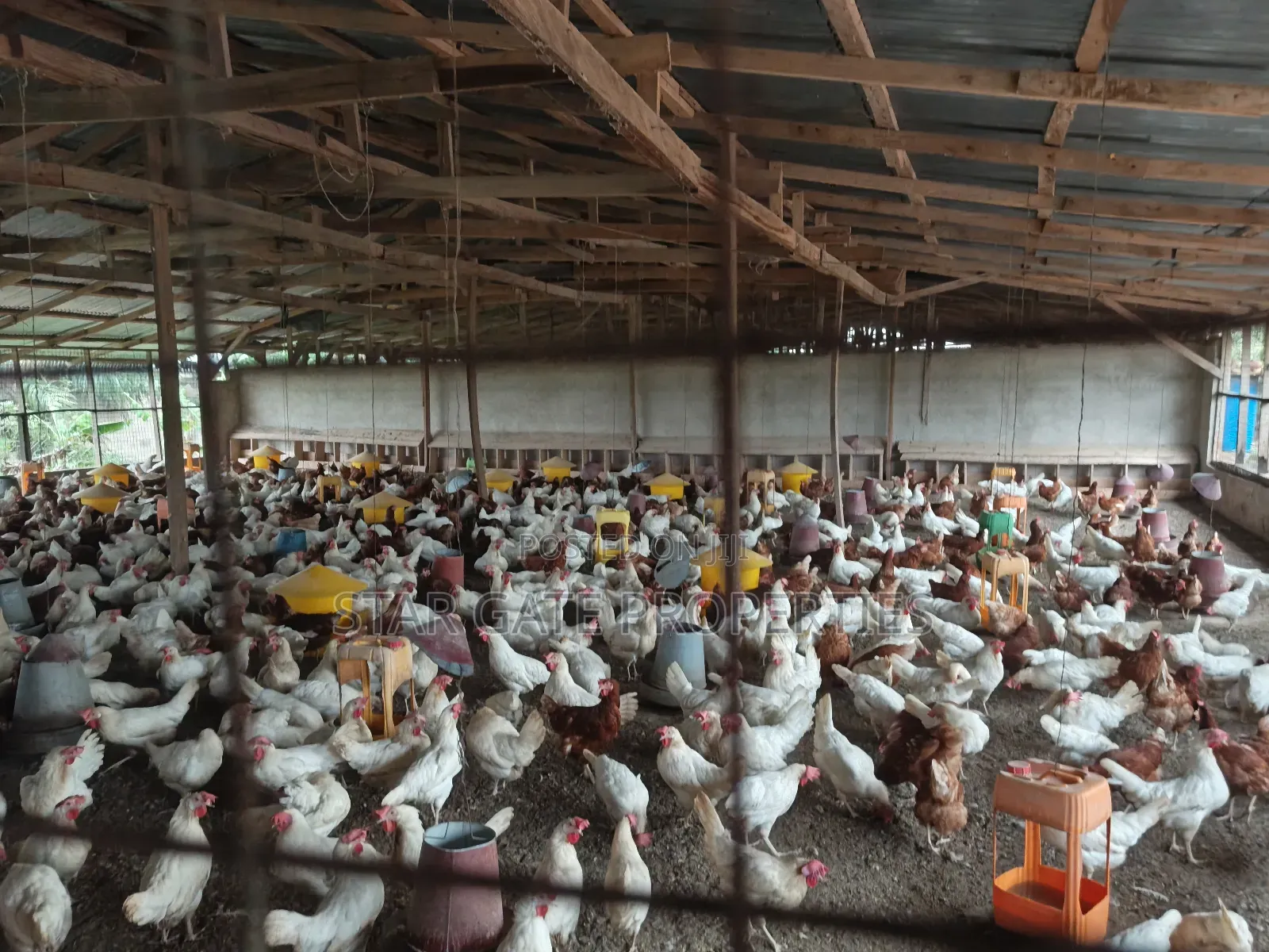 Poultry Farm for Sale at Kodie ( Near Kronum Afrancho)