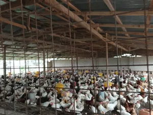 Poultry Farm for Sale at Kodie ( Near Kronum Afrancho)