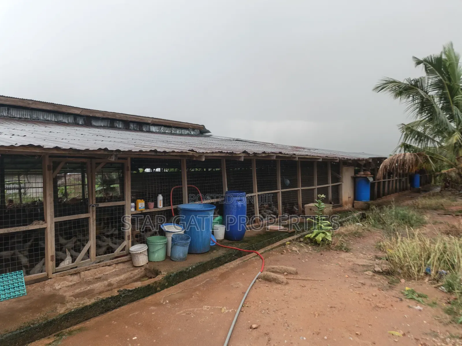 Poultry Farm for Sale at Kodie ( Near Kronum Afrancho)