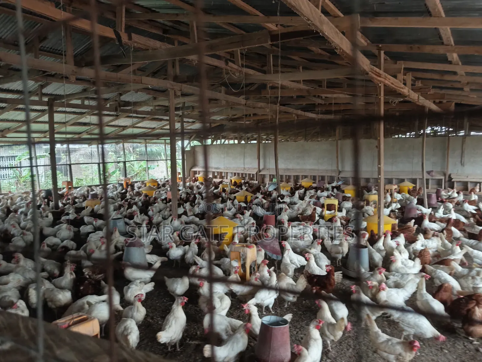 Poultry Farm for Sale at Kodie ( Near Kronum Afrancho)
