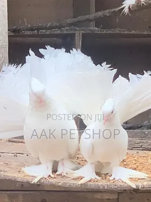 Fantail Pigeon