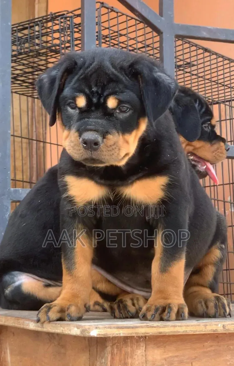 1-3 months Male Purebred Rottweiler