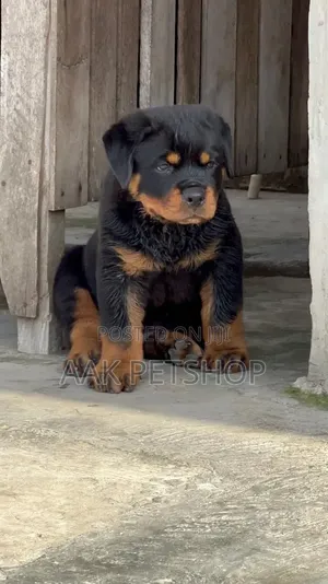 1-3 months Male Purebred Rottweiler