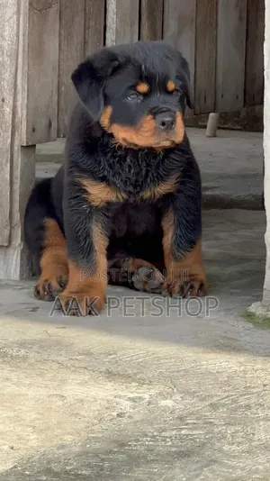 1-3 months Male Purebred Rottweiler