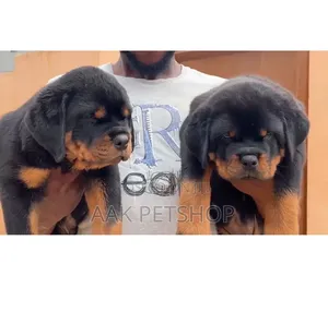 1-3 months Male Purebred Rottweiler