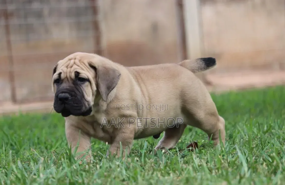 1-3 months Male Purebred Boerboel