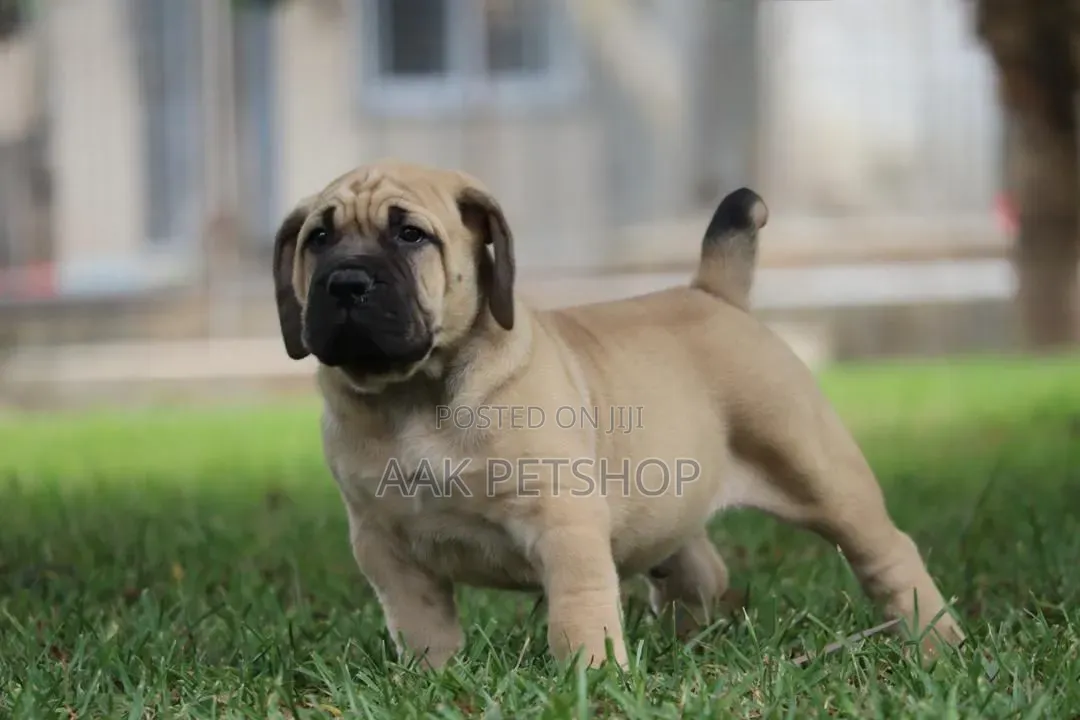 1-3 months Male Purebred Boerboel