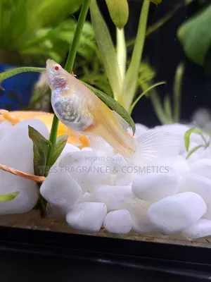 Guppy Fish Fry
