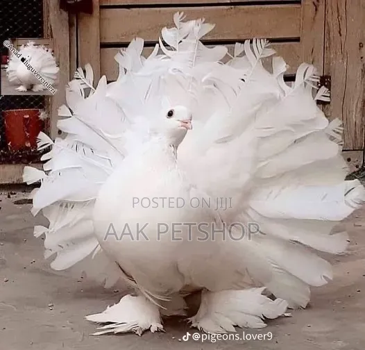 Fantail Pigeon