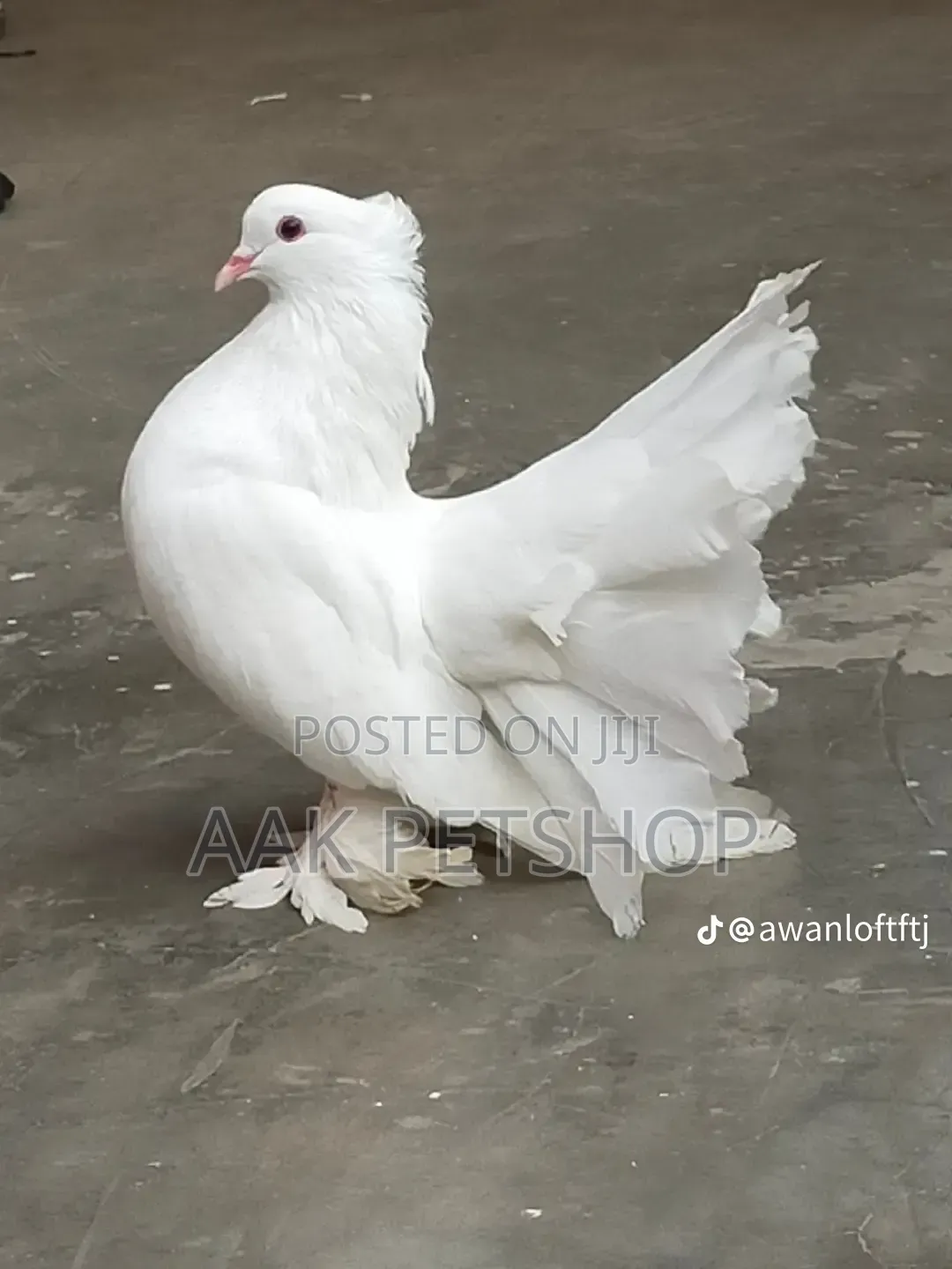 Fantail Pigeon