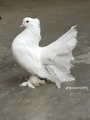 Fantail Pigeon