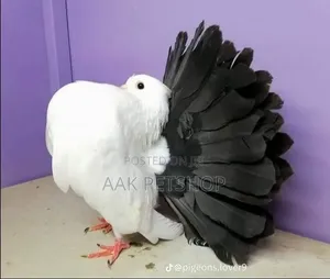 Fantail Pigeon