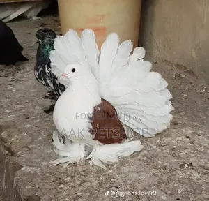 Fantail Pigeon