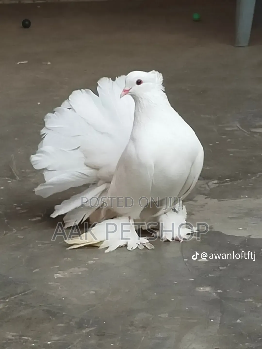 Fantail Pigeon