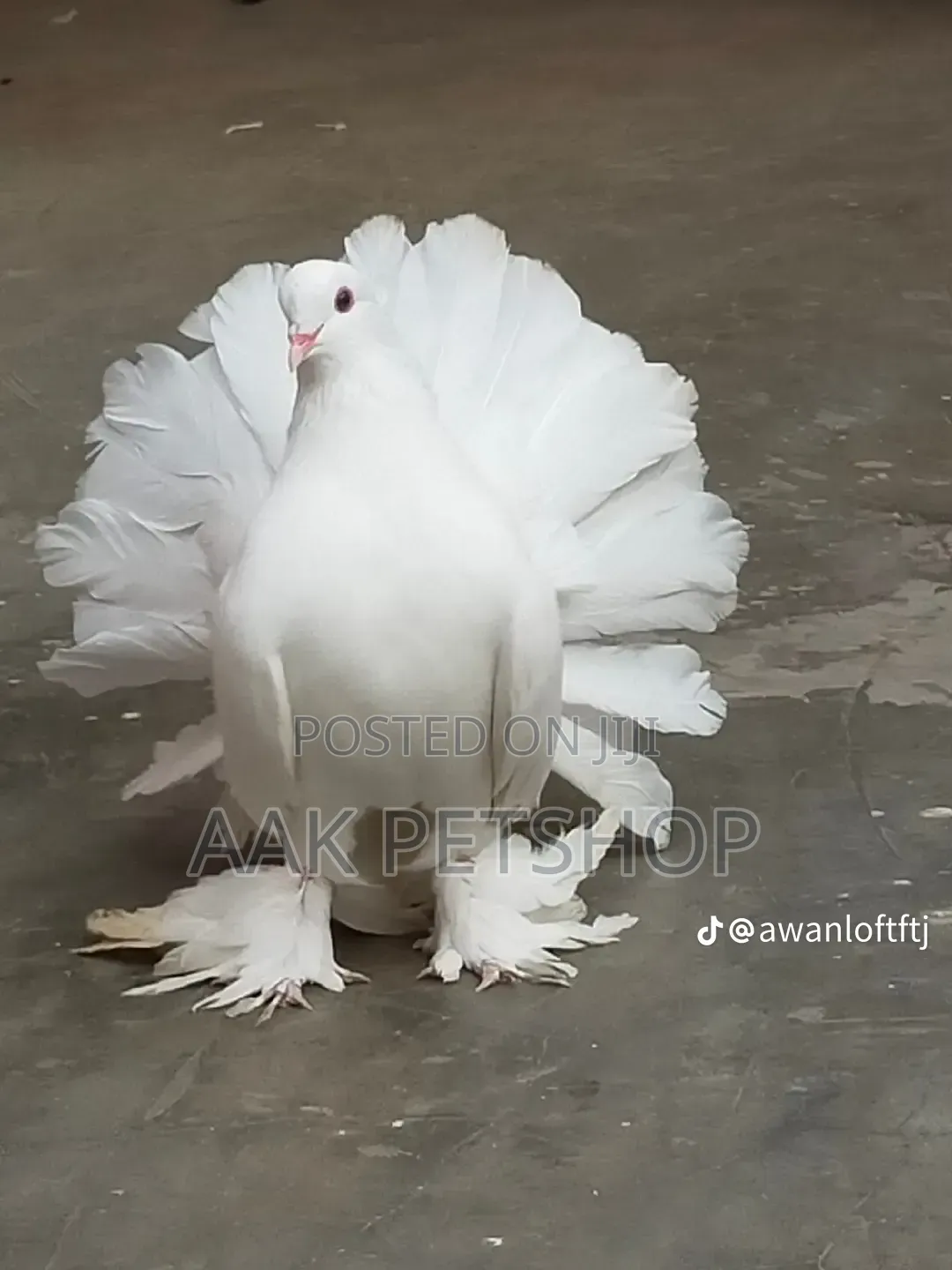 Fantail Pigeon
