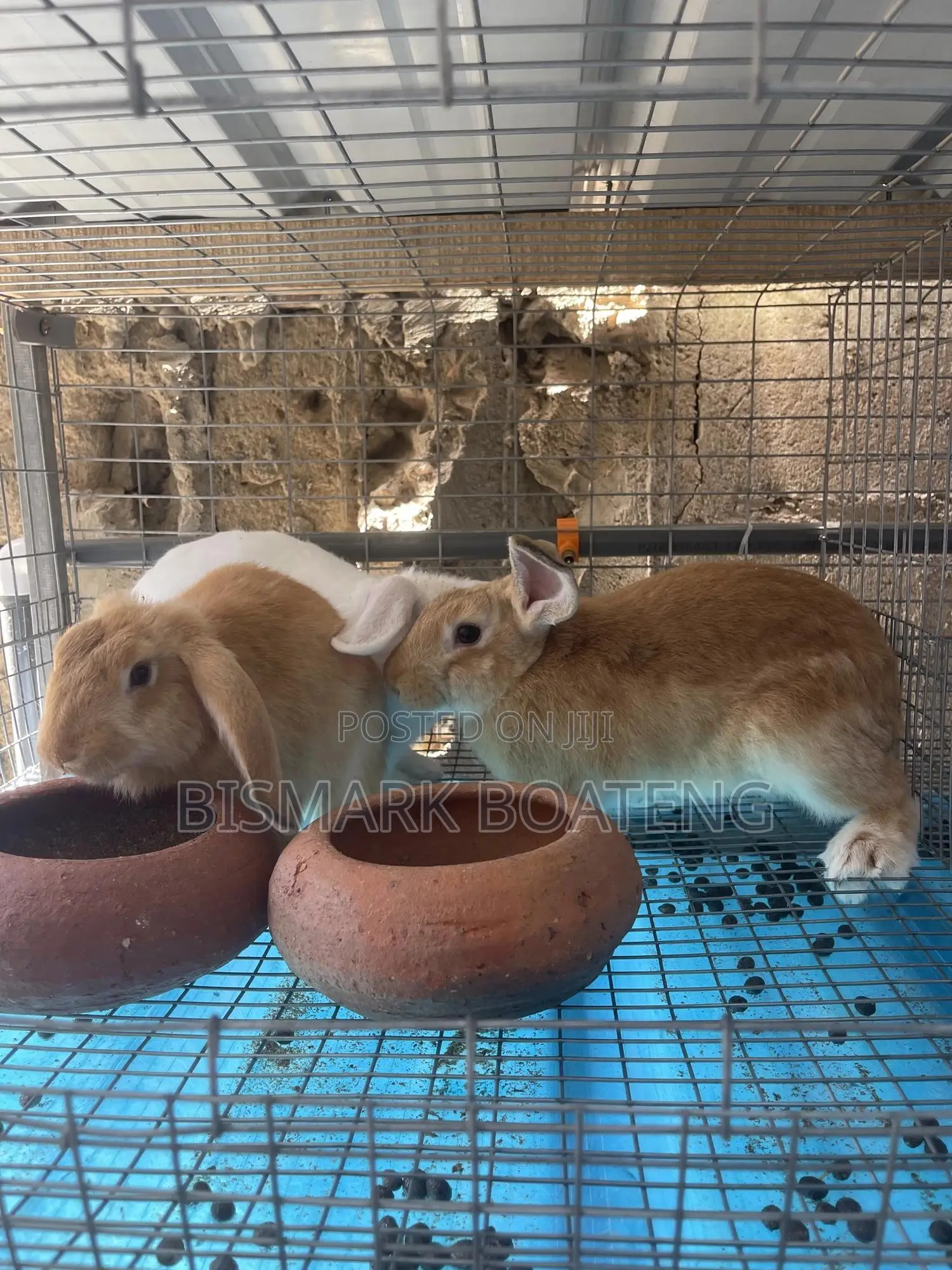 Rabbits for Sale