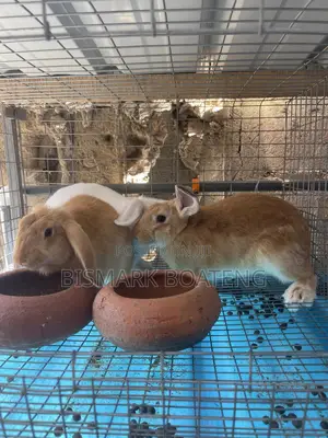 Rabbits for Sale