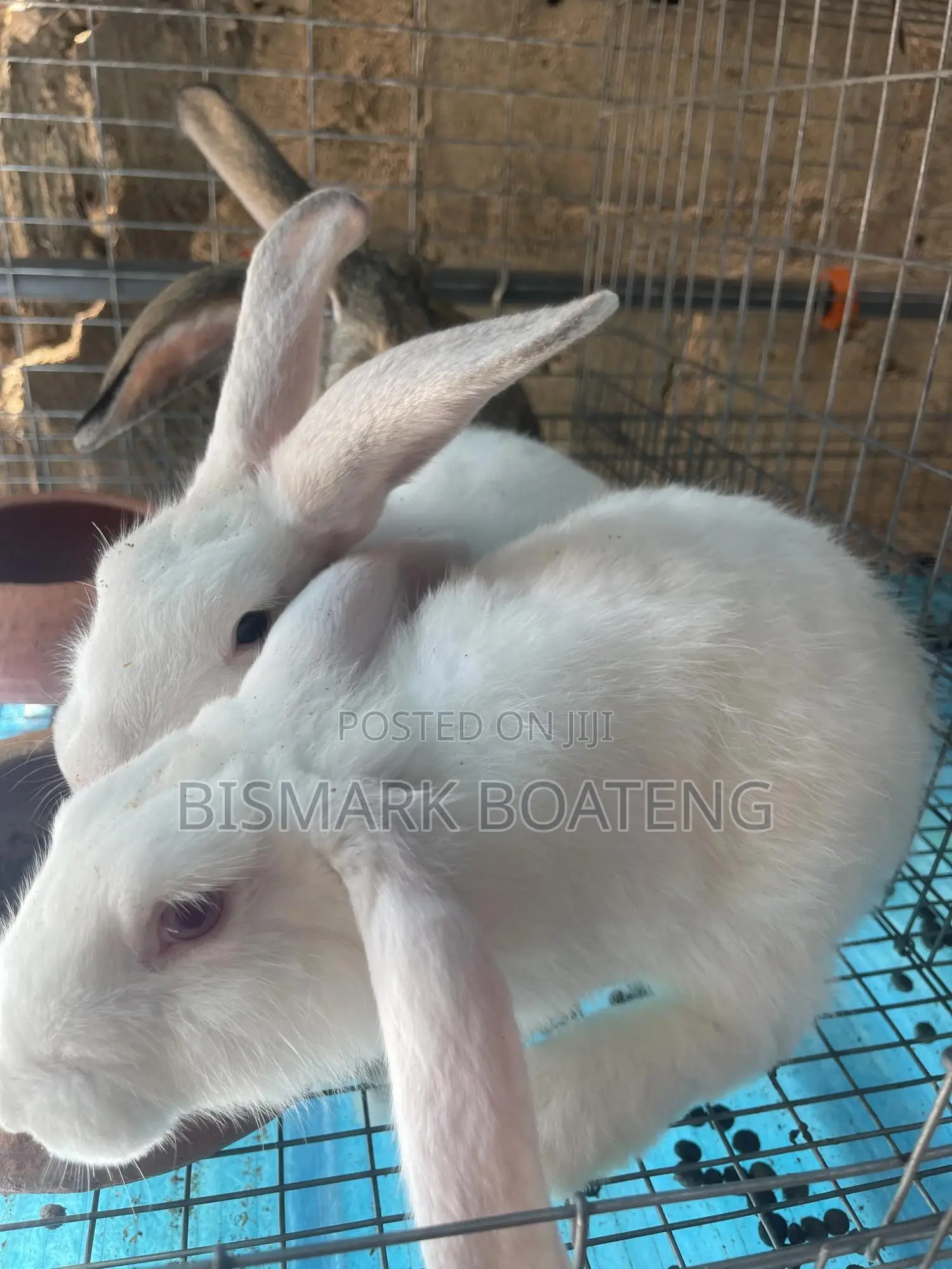 Rabbits for Sale