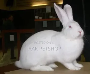 New Zeland White Rabbit