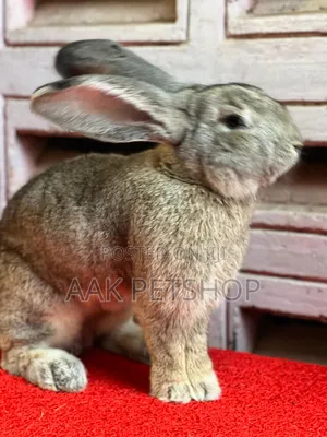 Flemish Gaint Rabbit