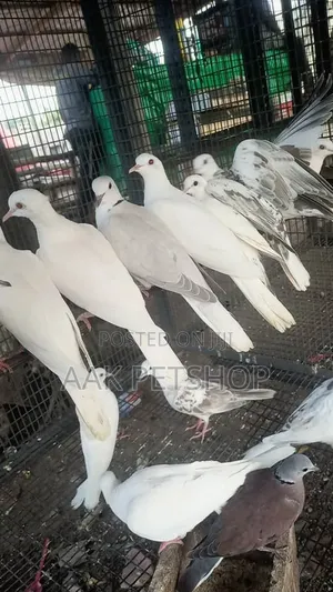 White Dove