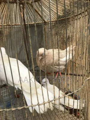 White Dove