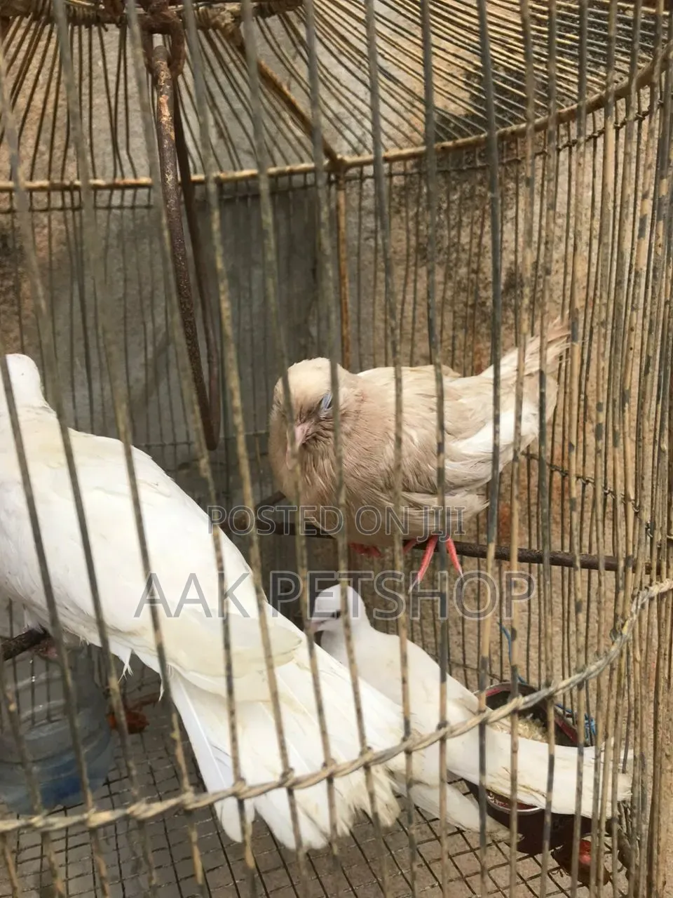 White Dove