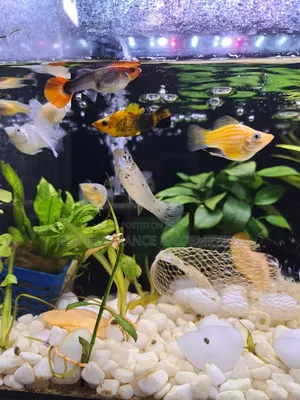 Guppy Fish