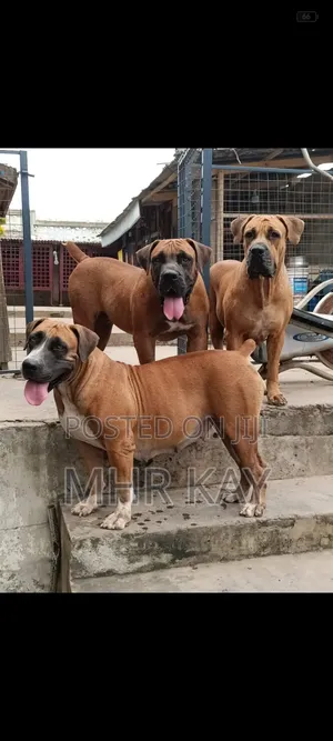 1-3 months Female Purebred Boerboel
