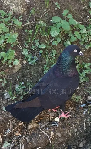 Purely Black Dove