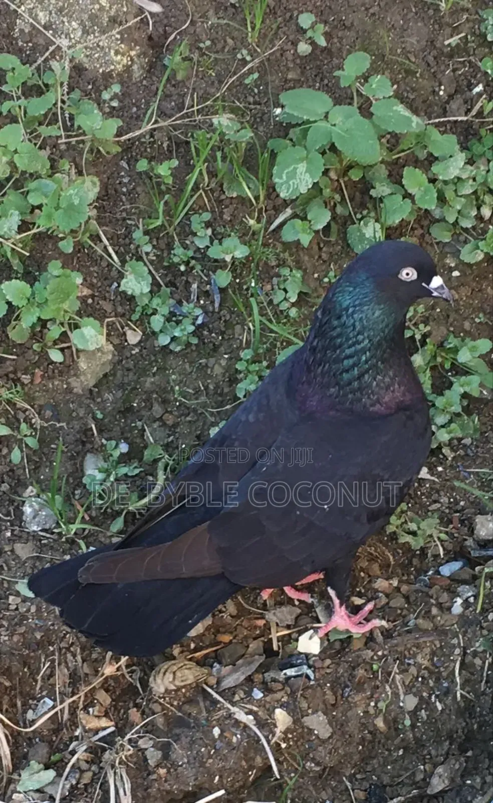 Purely Black Dove