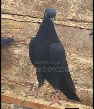 Purely Black Dove